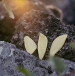 Makaron Foglie z pszenicy durum, 500g, Pasta Jesce