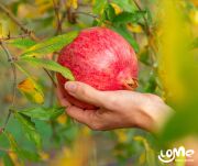 Naturalny sok 100% owoce granatu, wyciskany na zimno, 200ml