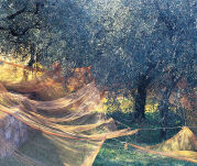 Oliwa extra vergine z oliwek odmiany Taggiasca, Carli 500 ml