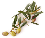 Pomadka ochronna z oliwą z oliwek, Fratelli Carli