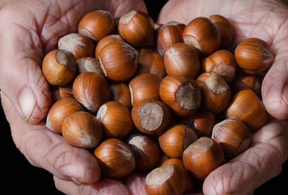 Czym wyróżniają się orzechy laskowe z Piemontu? I co to jest oznaczenie IGP?